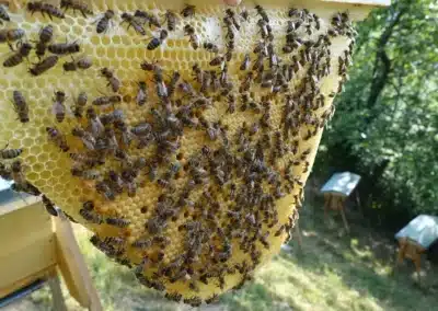 rayon abeille ruche kenyane