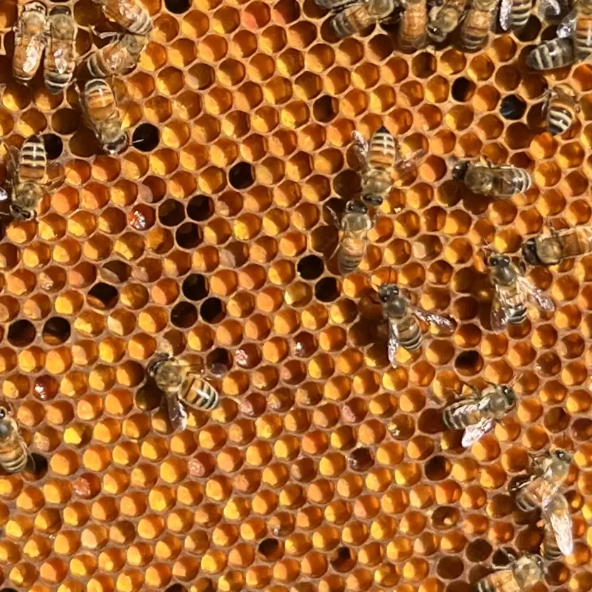 Pain d'abeille un allié santé 1