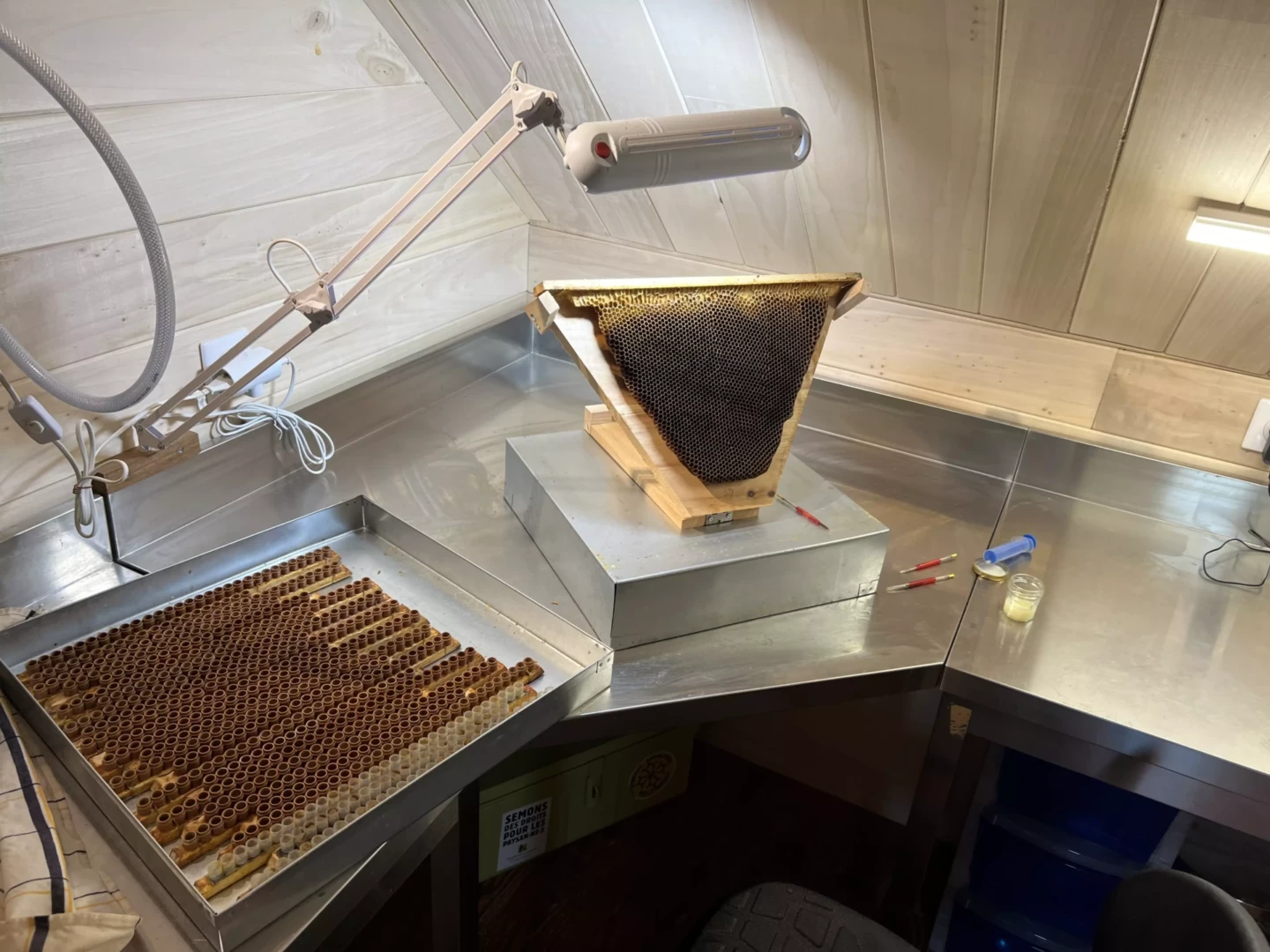 Transfert des larves dans les cupules