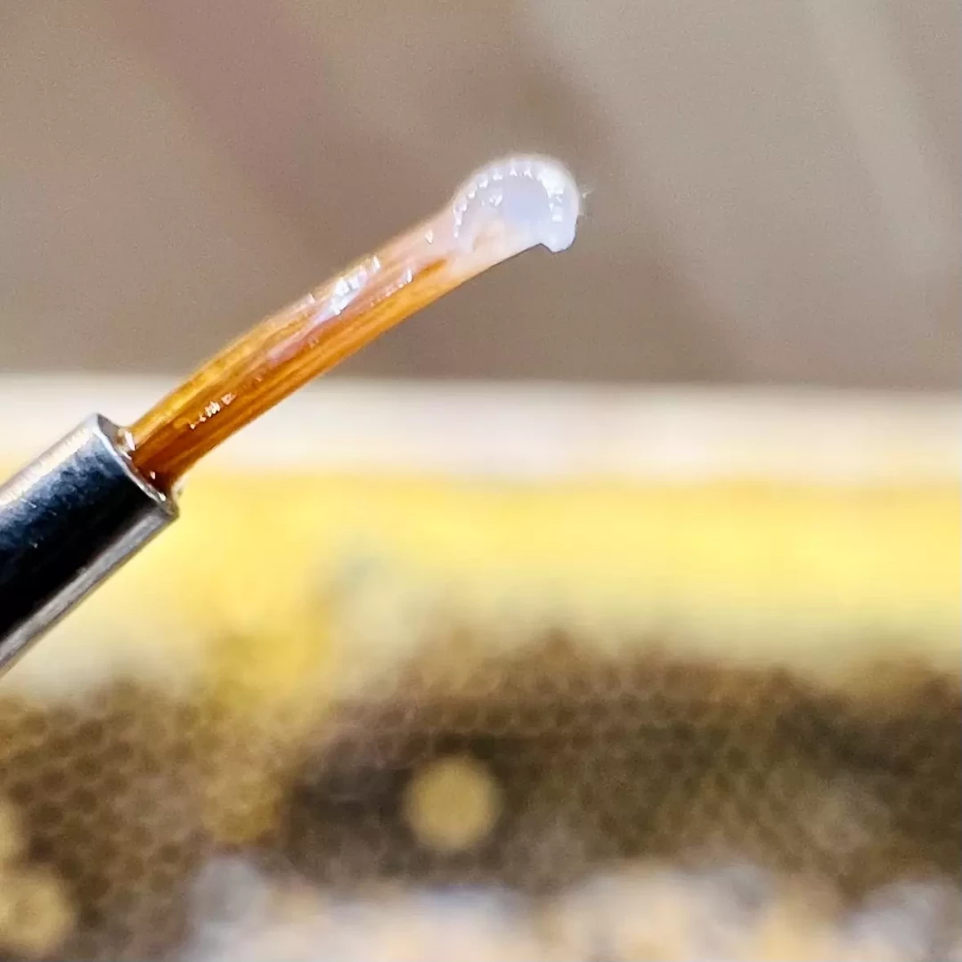 Transfert délicat d'une larve d'abeilles