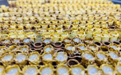 Tout savoir sur la « production de gelée royale »